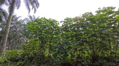 Çalı çayırlarında yetişen dev sazan ağaçları..