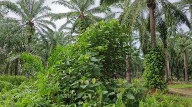 Çalı çayırlarında yetişen dev sazan ağaçları..