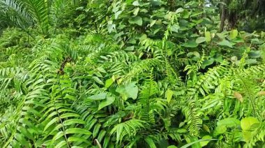 Çalı çayırlarında yetişen dev sazan ağaçları..