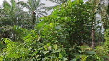 Çalı çayırlarında yetişen dev sazan ağaçları..