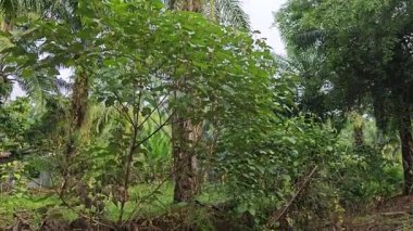 Çalı çayırlarında yetişen dev sazan ağaçları..