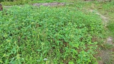 Yeşil öforbi ile filizlenen yabani çayır heterofilla ot bitkileri..