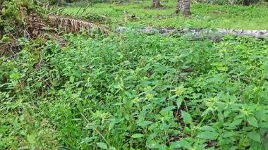 Yeşil öforbi ile filizlenen yabani çayır heterofilla ot bitkileri..