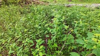 Yeşil öforbi ile filizlenen yabani çayır heterofilla ot bitkileri..