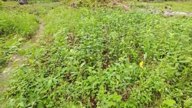 Yeşil öforbi ile filizlenen yabani çayır heterofilla ot bitkileri..