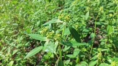 Yeşil öforbi ile filizlenen yabani çayır heterofilla ot bitkileri..
