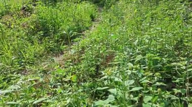 Yeşil öforbi ile filizlenen yabani çayır heterofilla ot bitkileri..