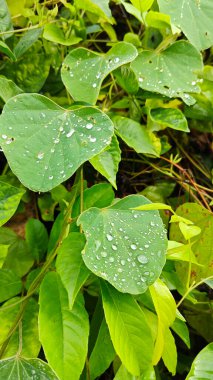 Yüzeyde asılı olan yağmur damlaları çevresel bitki örtüsü.