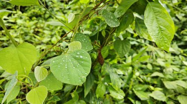 Yüzeyde asılı olan yağmur damlaları çevresel bitki örtüsü.
