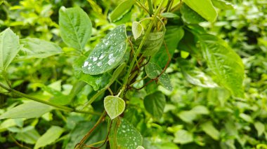 Yüzeyde asılı olan yağmur damlaları çevresel bitki örtüsü.