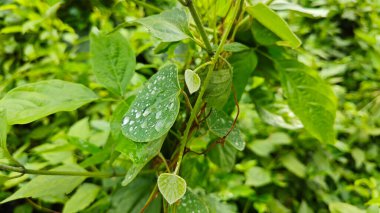 Yüzeyde asılı olan yağmur damlaları çevresel bitki örtüsü.