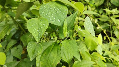 Yüzeyde asılı olan yağmur damlaları çevresel bitki örtüsü.