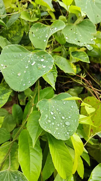Yüzeyde asılı olan yağmur damlaları çevresel bitki örtüsü.