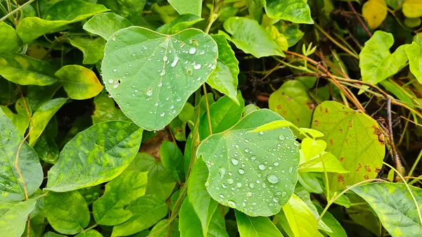 Yüzeyde asılı olan yağmur damlaları çevresel bitki örtüsü.