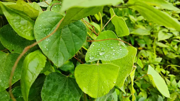 Yüzeyde asılı olan yağmur damlaları çevresel bitki örtüsü.