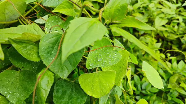 Yüzeyde asılı olan yağmur damlaları çevresel bitki örtüsü.