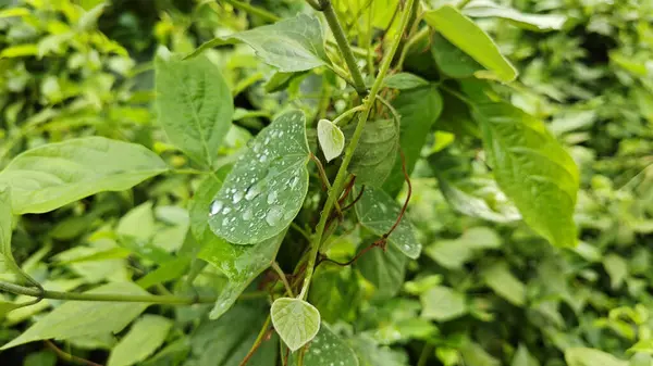 Yüzeyde asılı olan yağmur damlaları çevresel bitki örtüsü.