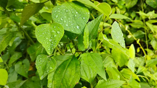 Yüzeyde asılı olan yağmur damlaları çevresel bitki örtüsü.