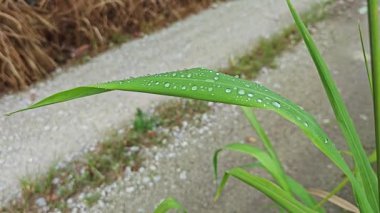 Yüzeyde asılı olan nemli damlalar çevresel bitki örtüsü. 