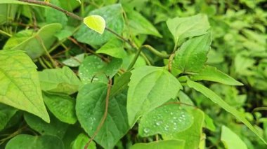 Yüzeyde asılı olan nemli damlalar çevresel bitki örtüsü. 