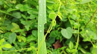 Yüzeyde asılı olan nemli damlalar çevresel bitki örtüsü. 