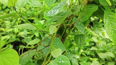 Yüzeyde asılı olan nemli damlalar çevresel bitki örtüsü. 