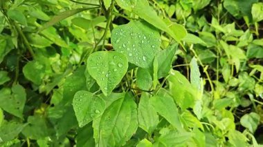 Yüzeyde asılı olan nemli damlalar çevresel bitki örtüsü. 