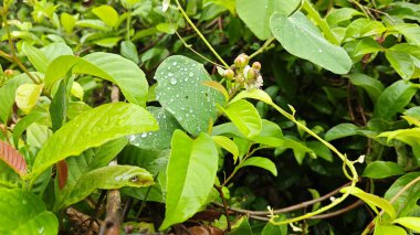 Çalı bitkisinin etrafındaki nemli damlacıklar Tetracera Indica otlarını süründürüyor..