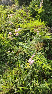 Yapraksı hassas kıllı mimoza pigra çiçekleri saplarında.. 