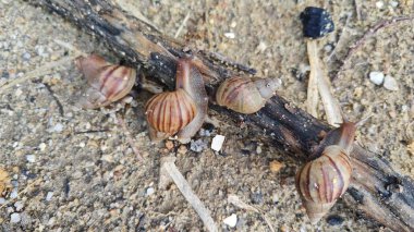 Vahşi achatina fulica salyangozları kumlu zeminde sürünüyorlar.. 