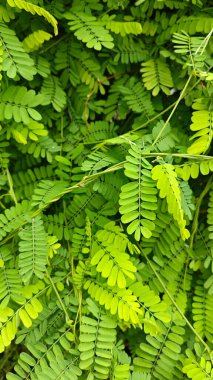 Vahşi uzun ömürlü dağcı abrus prekatorius bitkisi.