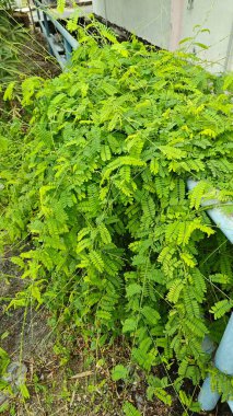 Vahşi uzun ömürlü dağcı abrus prekatorius bitkisi.