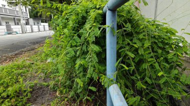 Vahşi uzun ömürlü dağcı abrus prekatorius bitkisi.