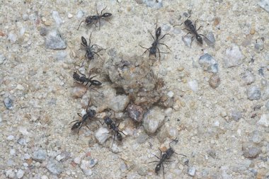 Ölü bir avla beslenen küçük, siyah, koca kafalı karıncaları yakından çek..