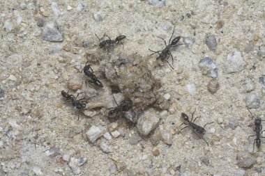 Ölü bir avla beslenen küçük, siyah, koca kafalı karıncaları yakından çek..