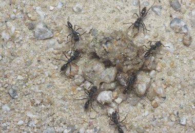 Ölü bir avla beslenen küçük, siyah, koca kafalı karıncaları yakından çek..