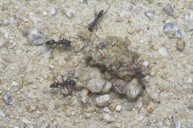 Ölü bir avla beslenen küçük, siyah, koca kafalı karıncaları yakından çek..