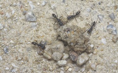 Ölü bir avla beslenen küçük, siyah, koca kafalı karıncaları yakından çek..