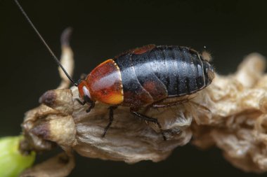 Çalılıklardaki hemithyrsocera hamamböceğinin yakın çekimi..