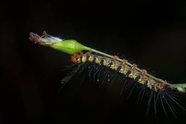 Kızıl Saçlı Azalea Tırtılının yakın çekimi..