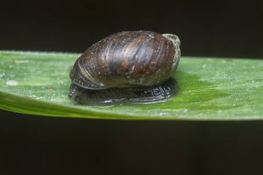 Asya 'nın küçük siyah bahçe salyangozunun yakın çekimi.