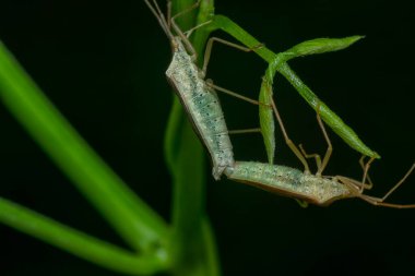Leptokorisa varicornis böceğinin yakın çekimi..