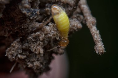 Tepedeki termit yuvasına yakın çekim..
