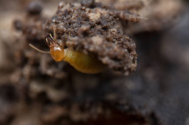 Tepedeki termit yuvasına yakın çekim..