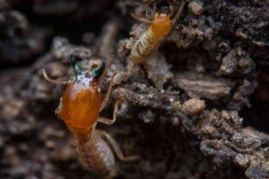 Tepedeki termit yuvasına yakın çekim..