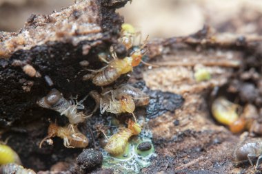 Tepedeki termit yuvasına yakın çekim..