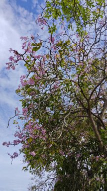Parktaki Tabebula Heterofilla çiçek ağacının zeminine çiçek açıp bırakıyor..