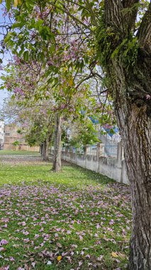 Parktaki Tabebula Heterofilla çiçek ağacının zeminine çiçek açıp bırakıyor..