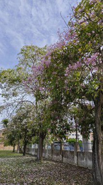 Parktaki Tabebula Heterofilla çiçek ağacının zeminine çiçek açıp bırakıyor..