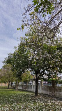 Parktaki Tabebula Heterofilla çiçek ağacının zeminine çiçek açıp bırakıyor..